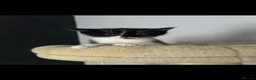Domestic Shorthair cats for sale: Beautiful Black & White Kittens – Very Socialised - Advert 11