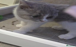 British Shorthair cats for sale: British short hair boy ready now - Image 5