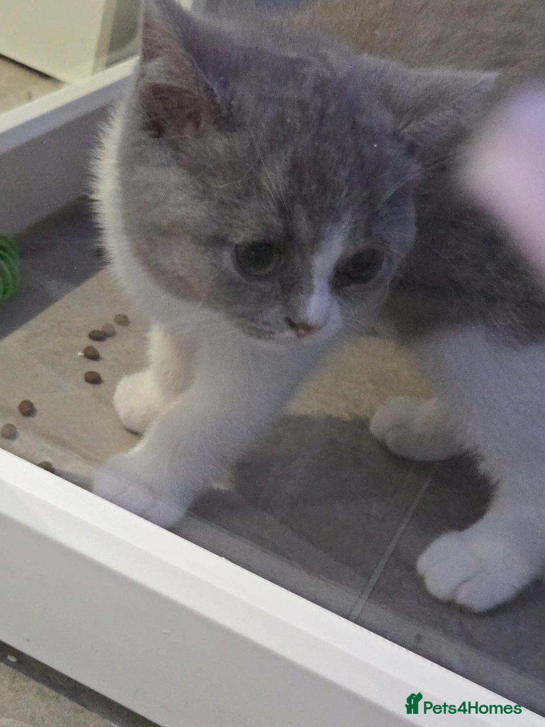 British Shorthair cats for sale: British short hair boy ready now - Image 5