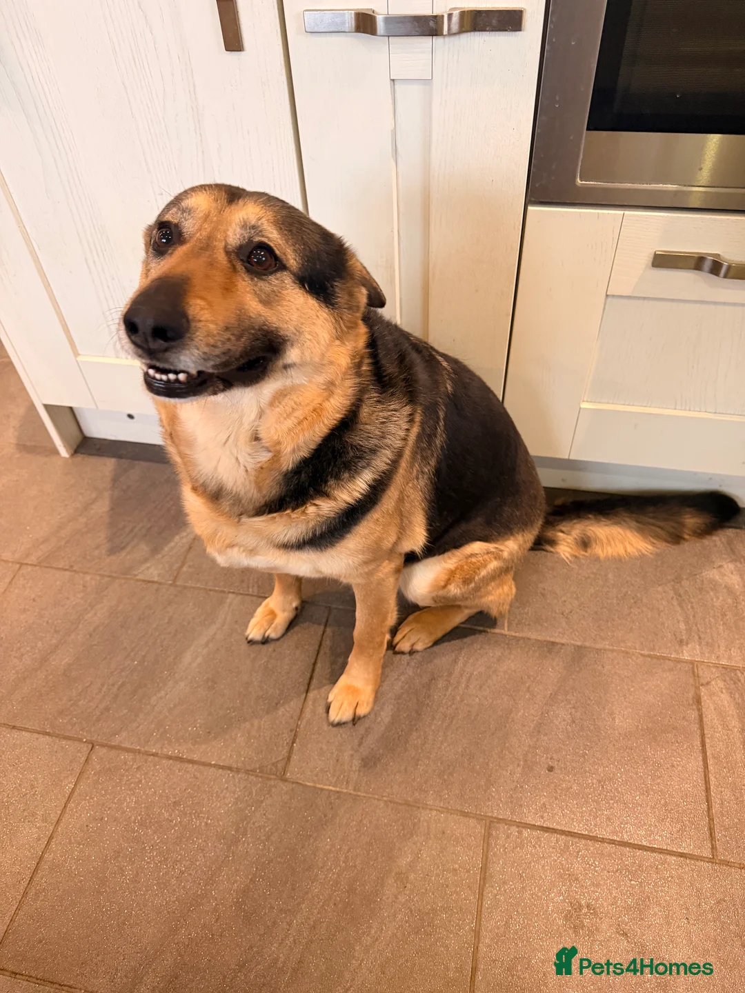 German Shepherd dogs for sale: Simba the Gentle Giant - Advert 4