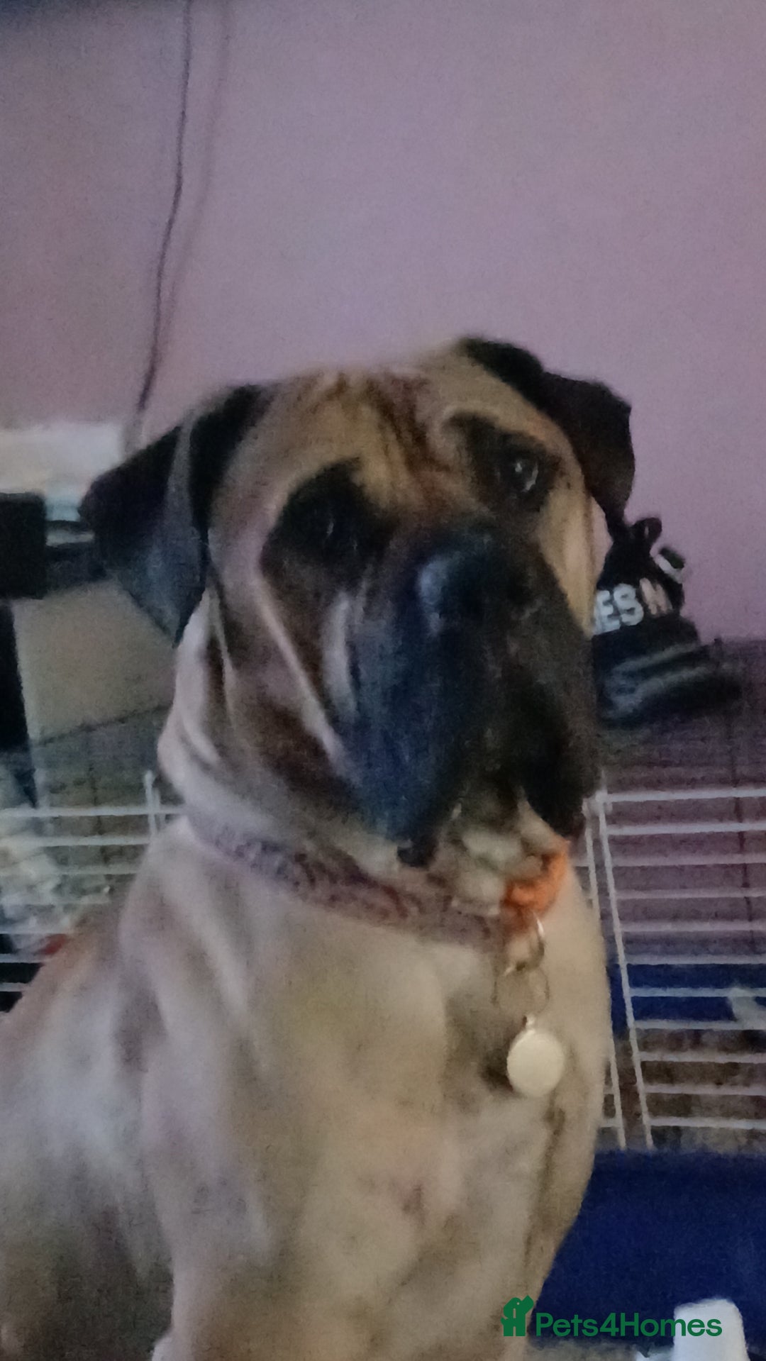 Mixed Breed dogs for sale: Looking for a new home. - Advert 3