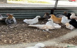 Chickens poultry for sale: Big sale of silkie and polish £5 each! - Image 3