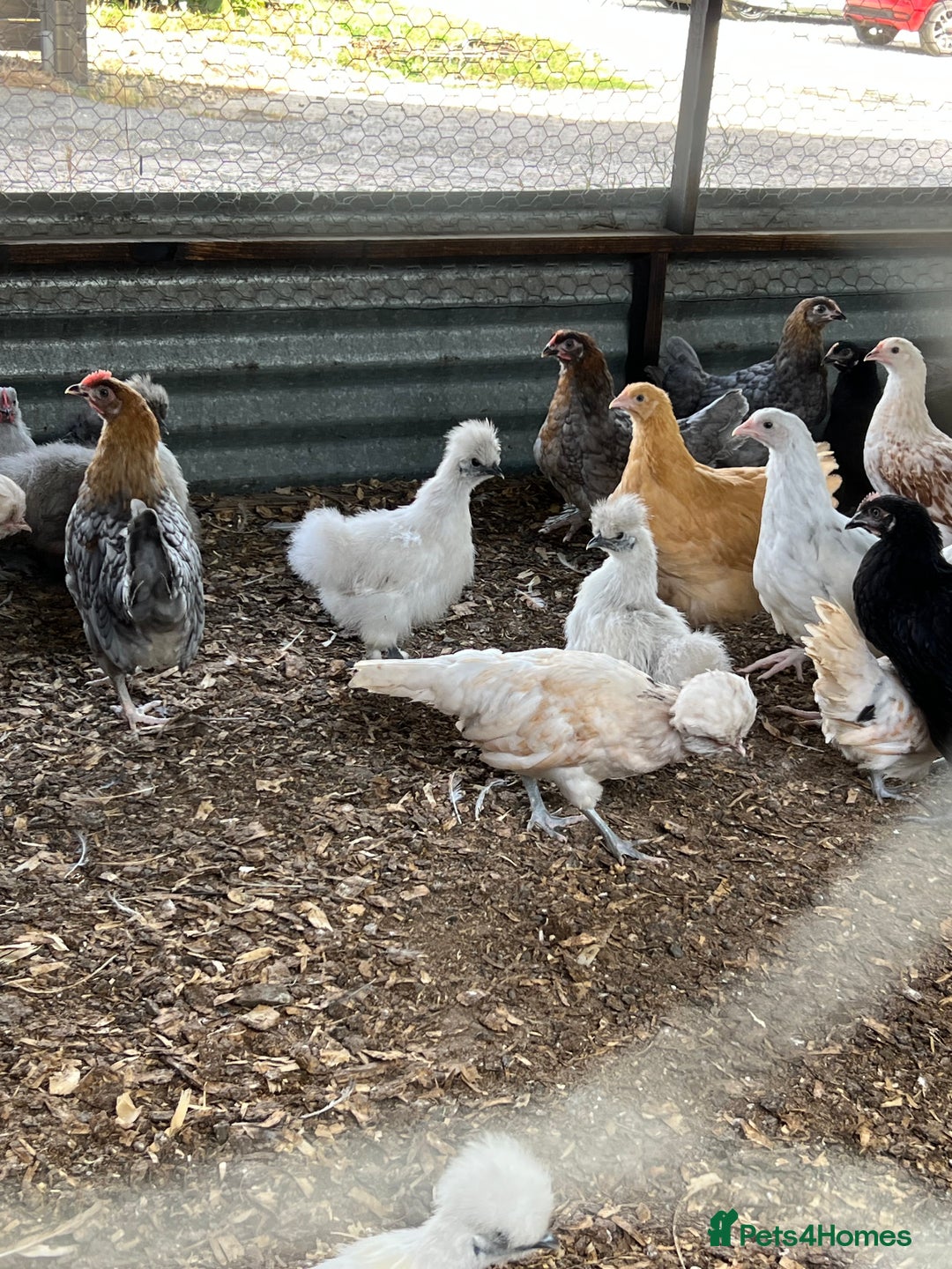 Chickens poultry for sale: Big sale of silkie and polish £5 each! - Image 3
