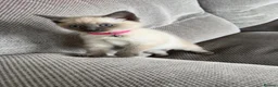 Ragamese cats for sale: 3/4 Ragdoll 1/4 Siamese female - Advert 9