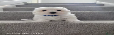 Maltese 2