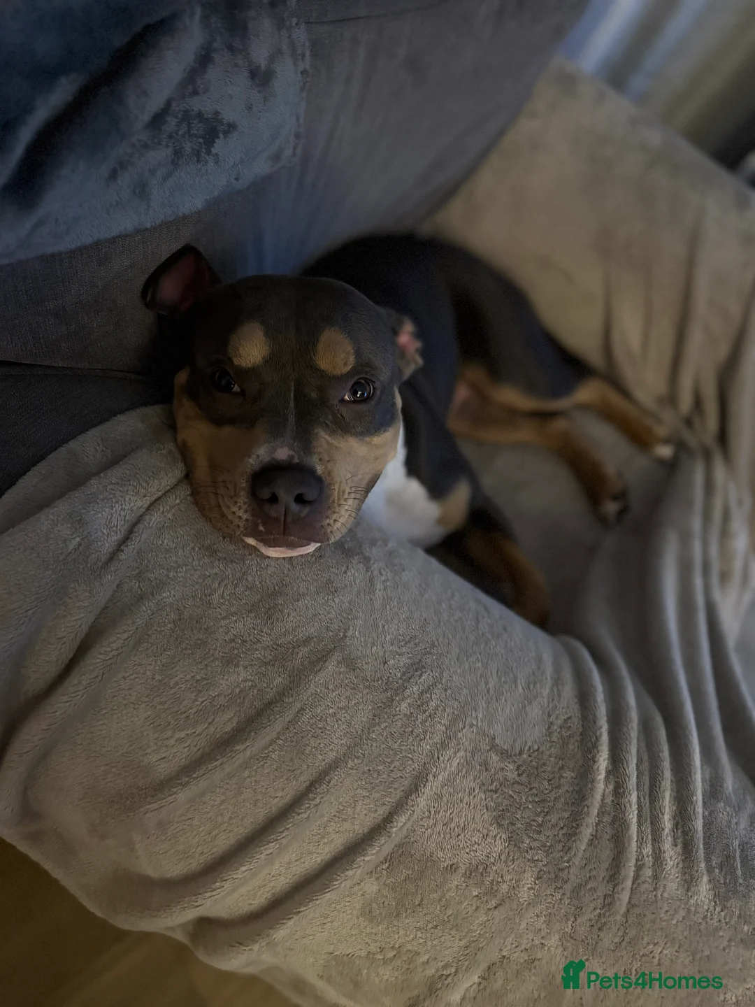 American Bully dogs for sale: Pocket Bully - Advert 13