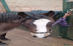 Welsh Section A horses for sale: Welsh Section A Mare Lead Rein pony - Image 10