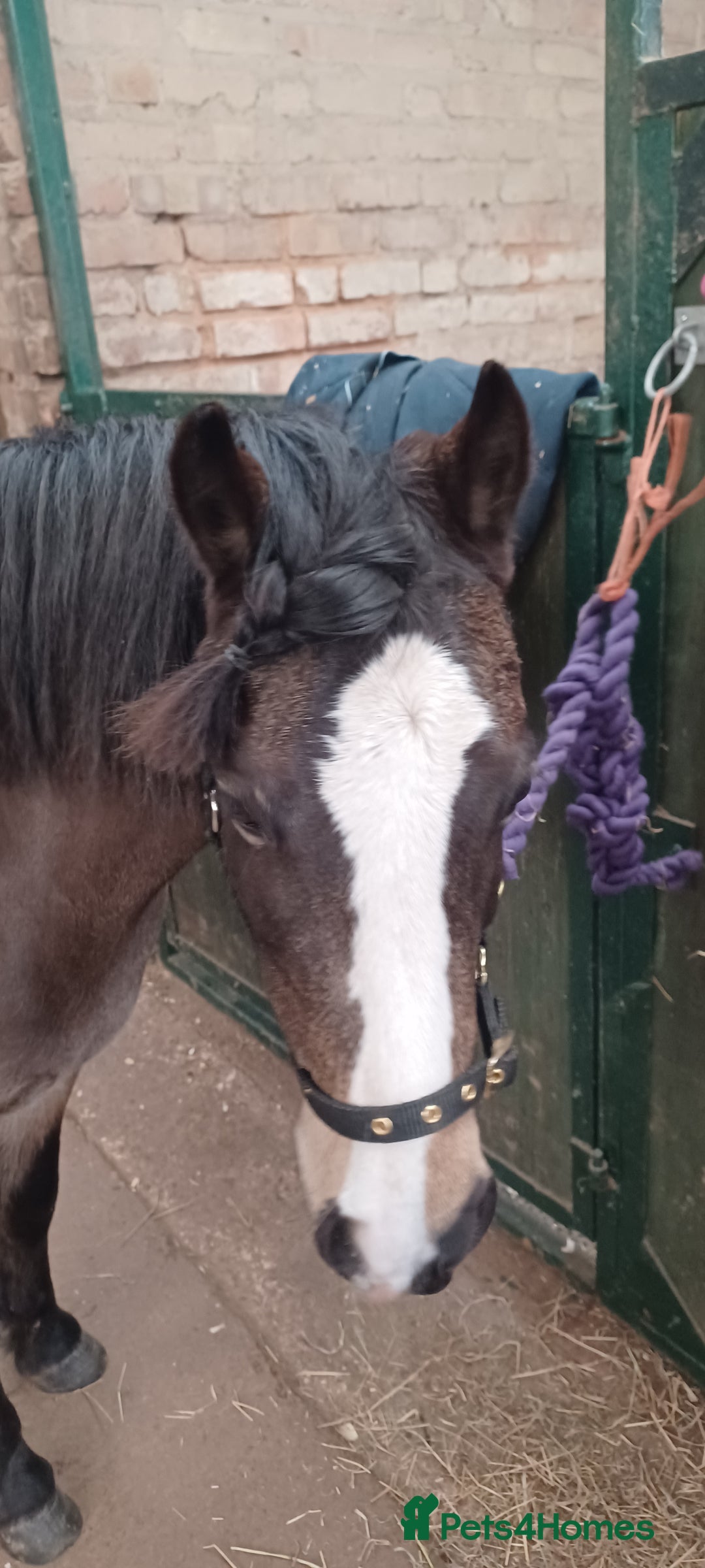 Welsh Section A horses for sale: Welsh Section A Mare Lead Rein pony - Image 10