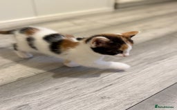 Maine Coon cats for sale: Ready to Go- Beautiful Maincoon x kittens  - Image 9