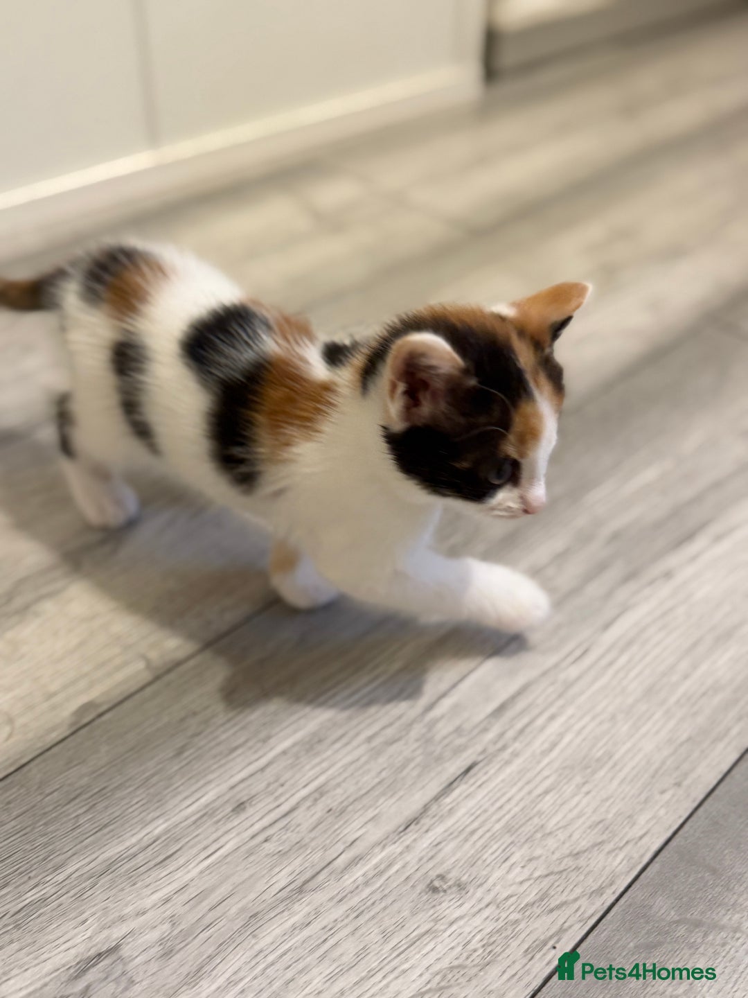 Maine Coon cats for sale: Ready to Go- Beautiful Maincoon x kittens  - Image 9
