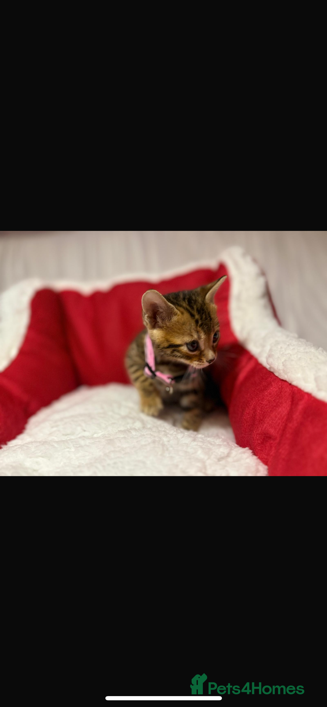 Bengal cats for sale: 🐆Bella's Bengals🐆 - Advert 16