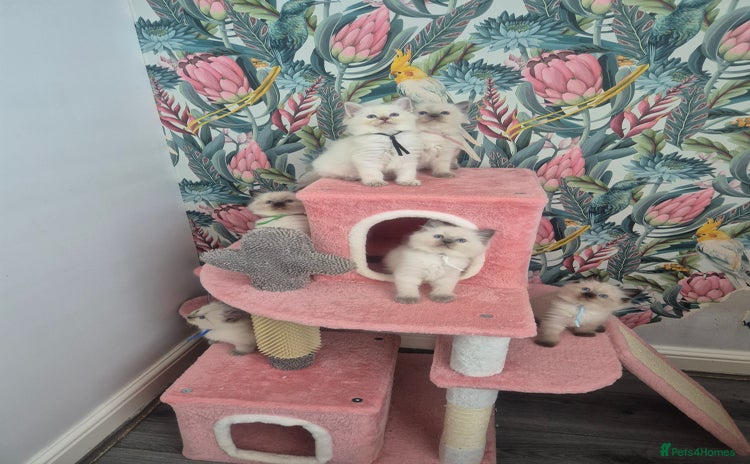 Ragdoll cats - Advert 3