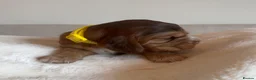 Cocker Spaniel dogs for sale: 🌟 OUTSTANDING KC SHOW COCKER SPANIELS 🌟 - Advert 16