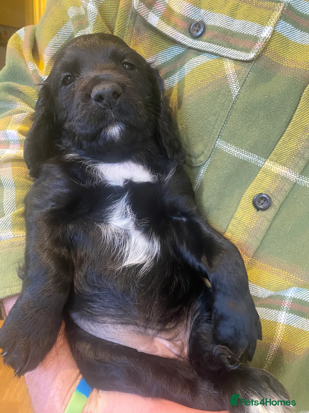 Cocker Spaniel dogs for sale: Working Cocker Puppies - Advert 5
