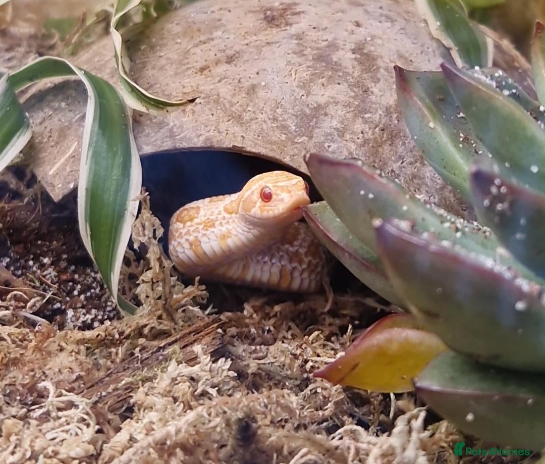 Snake reptiles Albino Western Hognose Snake – Male – Enclosure  - Advert 1