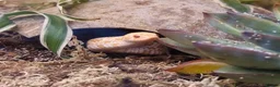 Snake reptiles for sale: Albino Western Hognose Snake – Male – Enclosure  - Advert 1