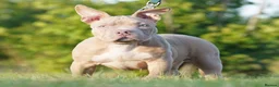 American Bully dogs for sale: Lushion x LaGerza Pocket Bully Puppies  - Advert 5