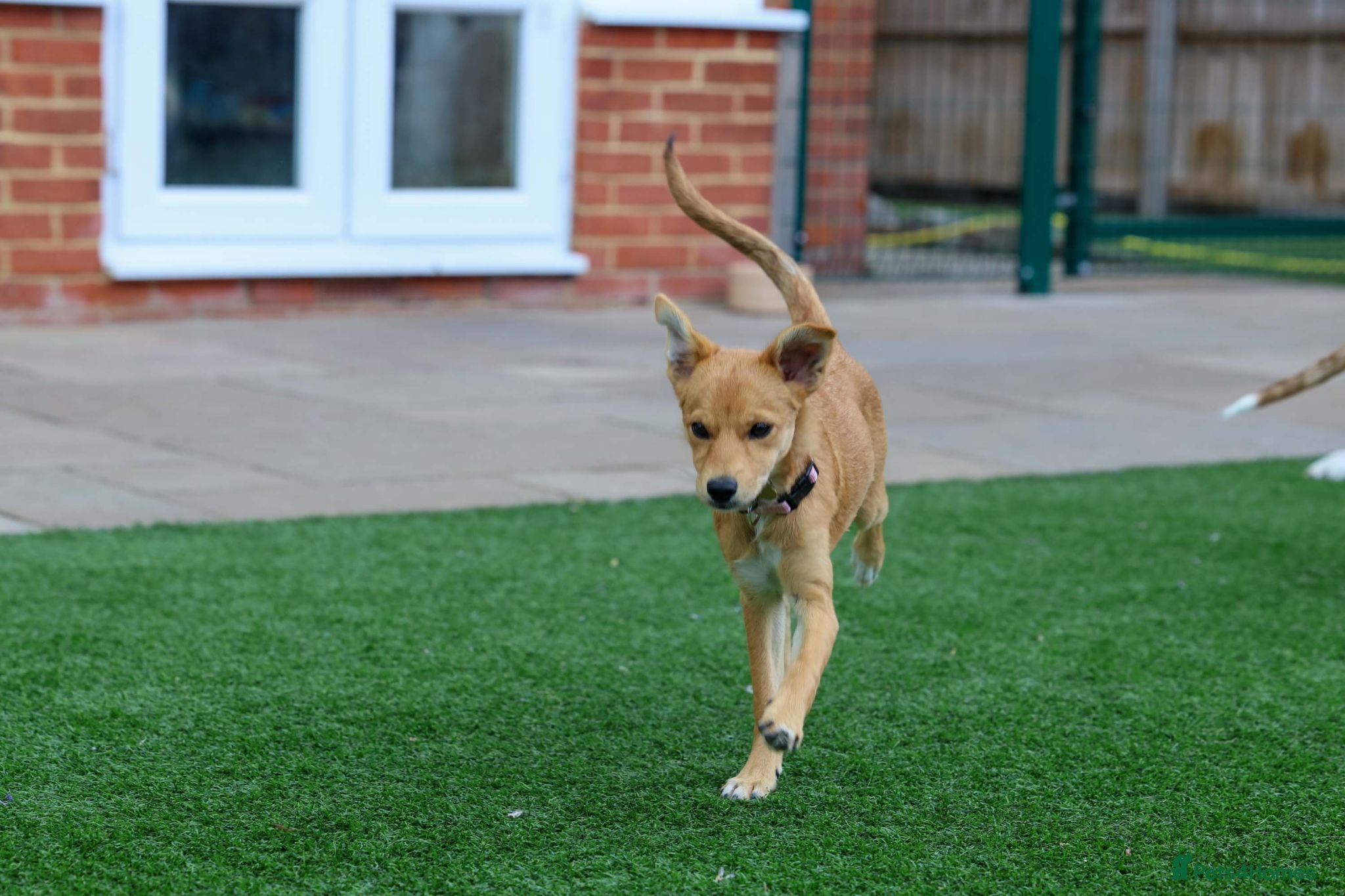 Mixed Breed dogs Trudy - Advert 2
