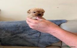 Shihpoo dogs for sale: beautiful shihpoo litter - Image 35