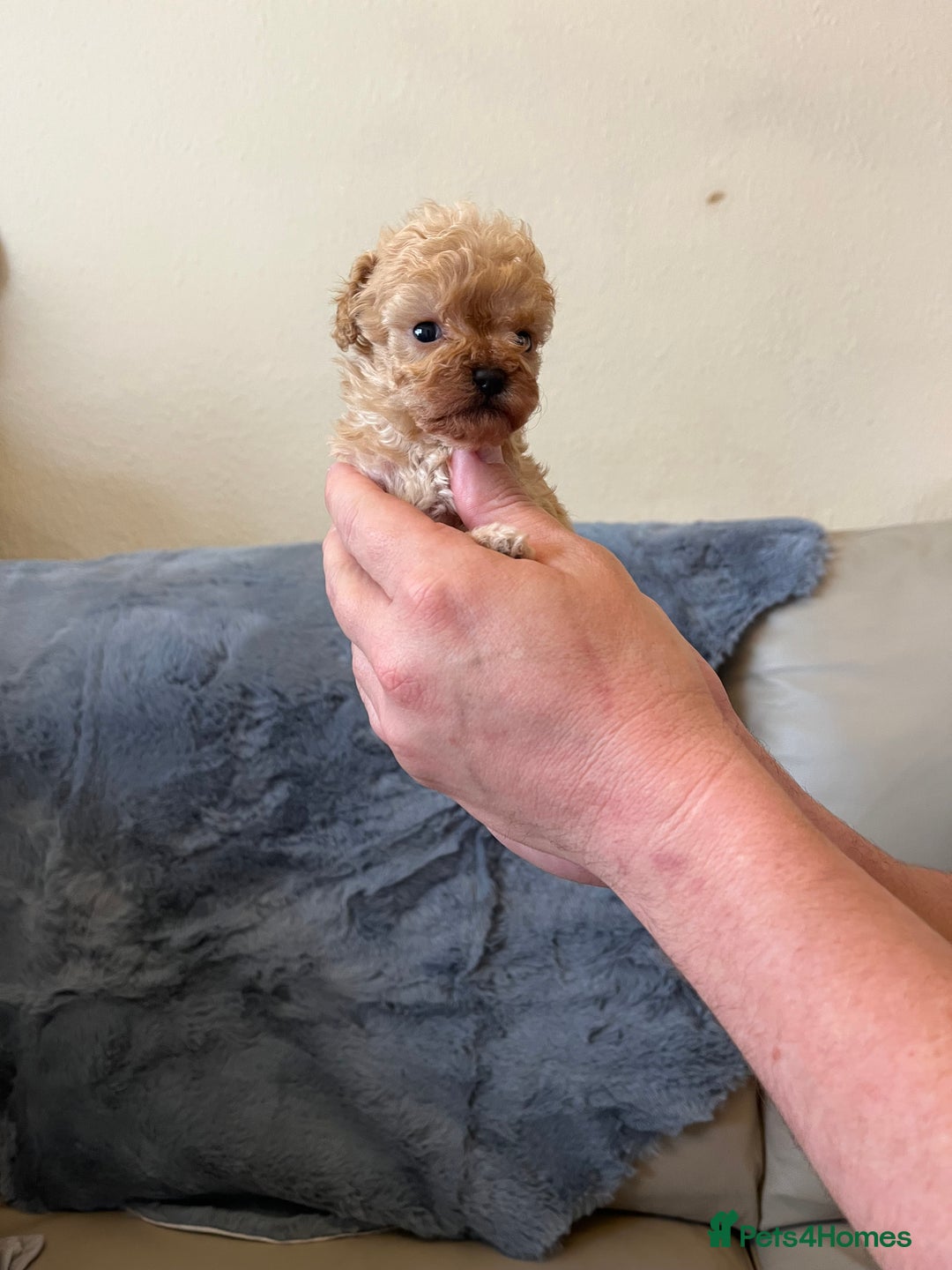 Shihpoo dogs for sale: beautiful shihpoo litter - Image 35