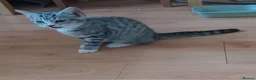 British Shorthair cats for sale: Beautiful Silver Spotted and Silver Tabby kittens. - Advert 6