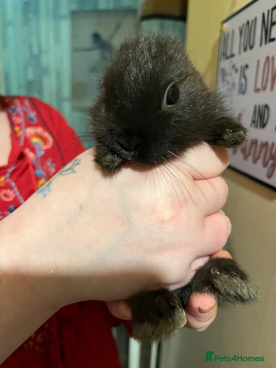 Netherland Dwarf rabbits for sale: Netherland Dwarf / Minilop in Altrincham - Advert 1