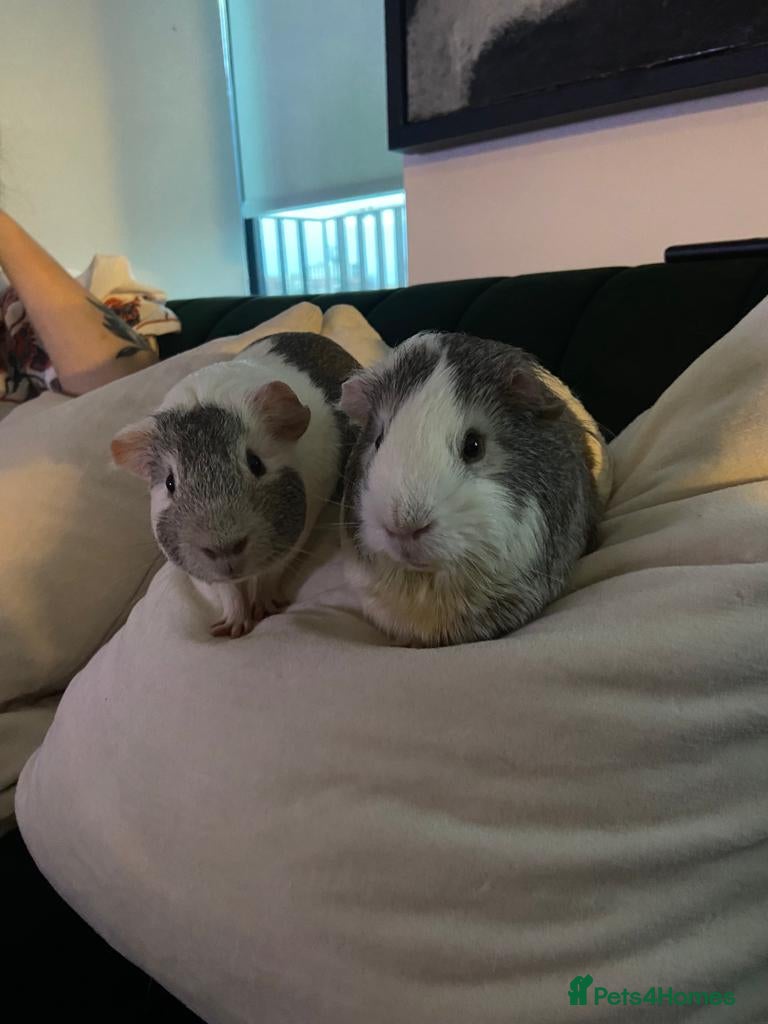 Guinea Pig rodents Two gorgeous pigs for adoption 💗 - Advert 1