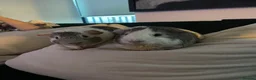 Guinea Pig rodents for sale: Two gorgeous pigs for adoption 💗 - Advert 1