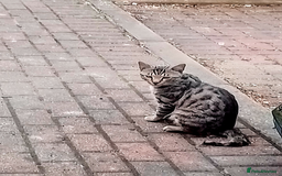 Mixed Breed cats for sale: Bengal mix - Image 13