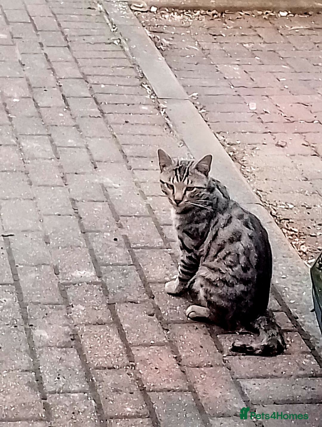 Mixed Breed cats for sale: Bengal mix - Image 13