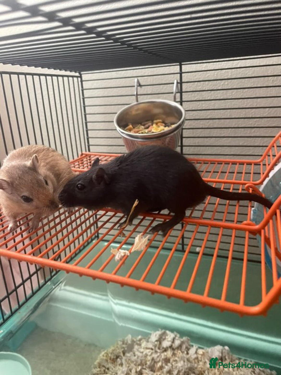 Gerbil rodents for sale: Whiskey and Bourbon male gerbils + set up/supplies - Image 2