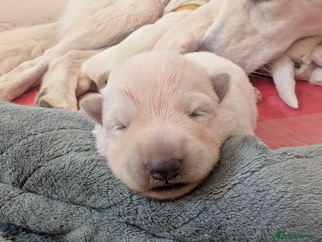 German Shepherd dogs for sale: Beautiful KC Registered White German Shepherd - Image 1