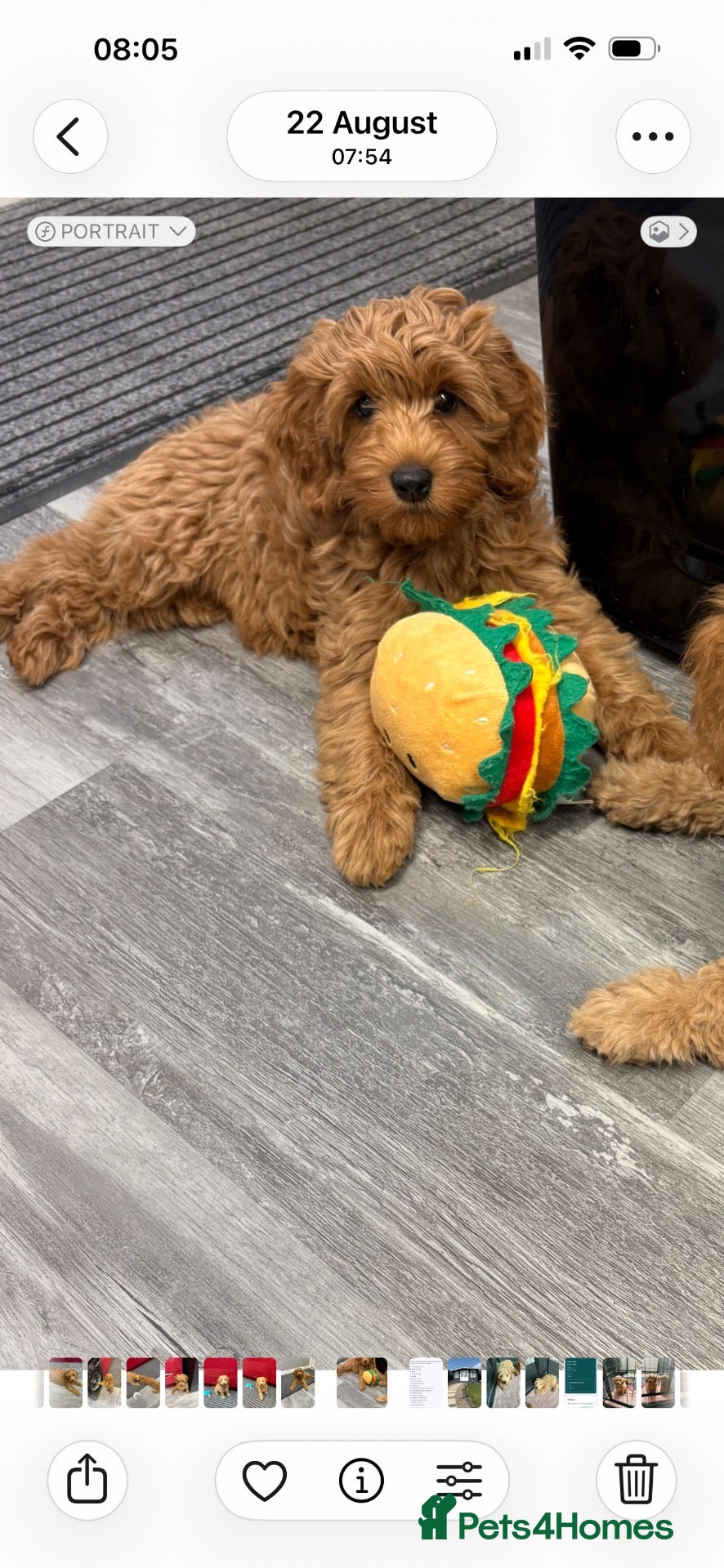 Cavapoo dogs F1b Cavapoo Puppies 1 Boy,2 Girls - Advert 5