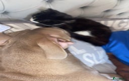 Russian Blue cats for sale: Russian Blue - Image 6