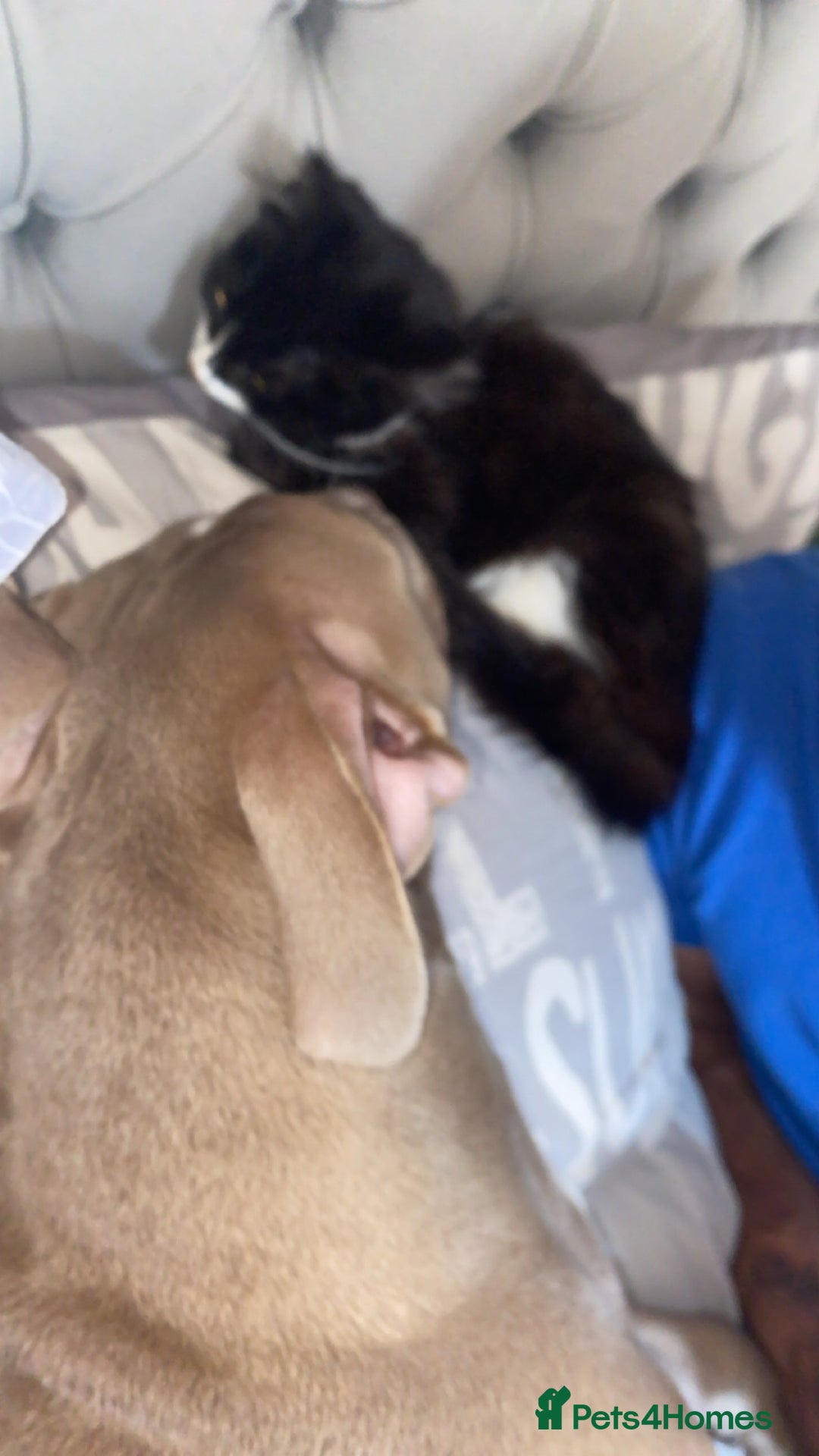 Russian Blue cats for sale: Russian Blue - Image 6