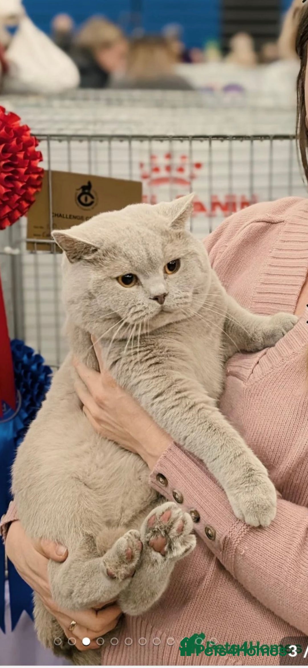 British Shorthair cats for sale: High quality GCCF registered kittens   - Image 8