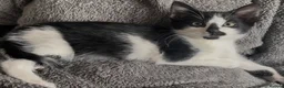 Mixed Breed cats for sale: 9 weeks old beautiful kitten  in Orpington - Advert 21