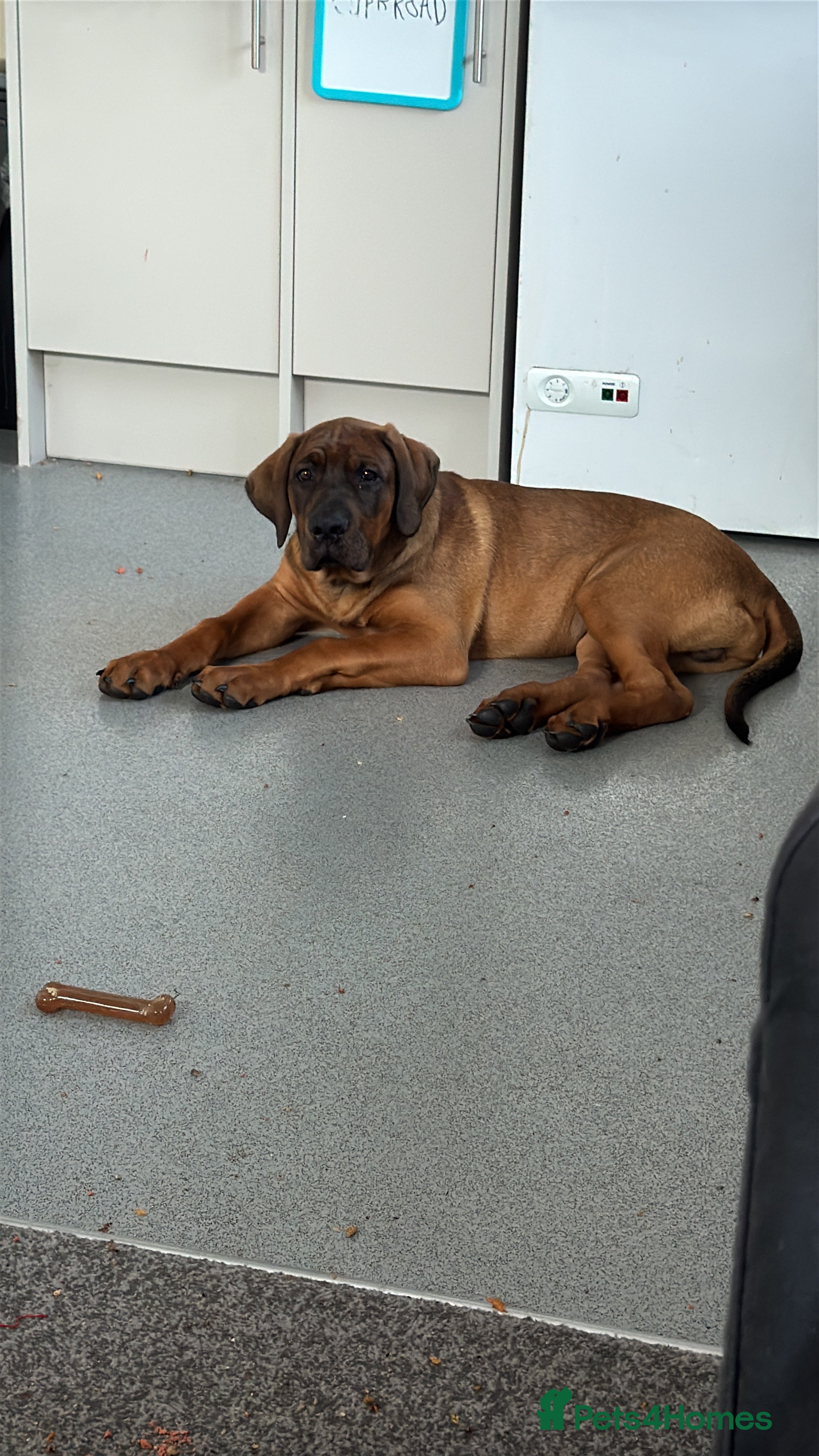 Mixed Breed dogs Hank  - Advert 1