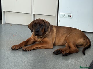 Mixed Breed dogs Hank - Advert 1