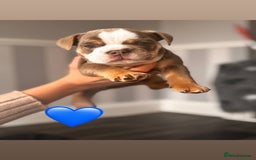 English Bulldog dogs for sale: English Bulldog pups - Advert 2