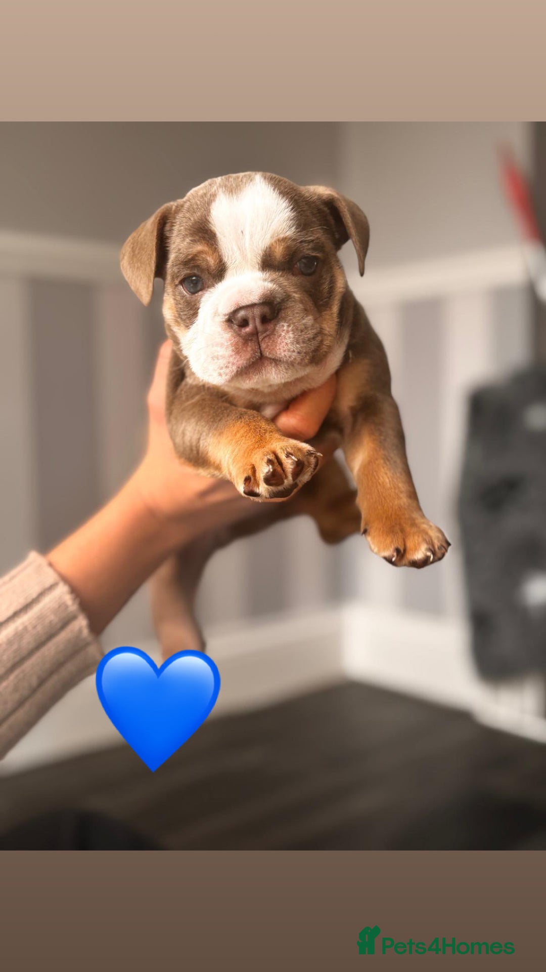 English Bulldog dogs for sale: English Bulldog pups - Advert 2