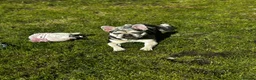 French Bulldog dogs for sale: Male frenchie  in Cannock - Advert 5