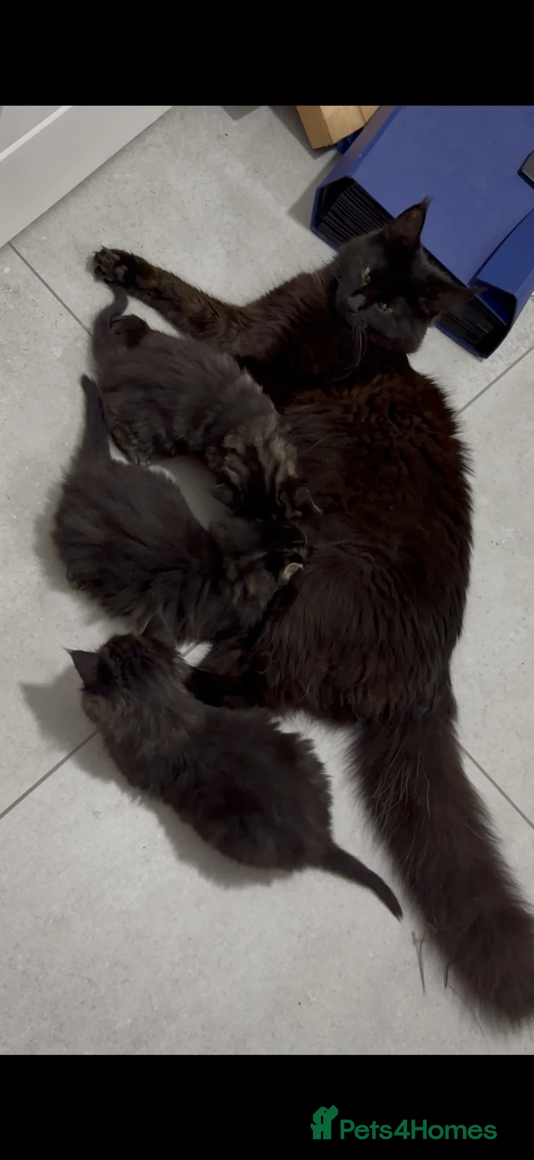 Maine Coon cats for sale: Maine coon Kittens - Advert 18