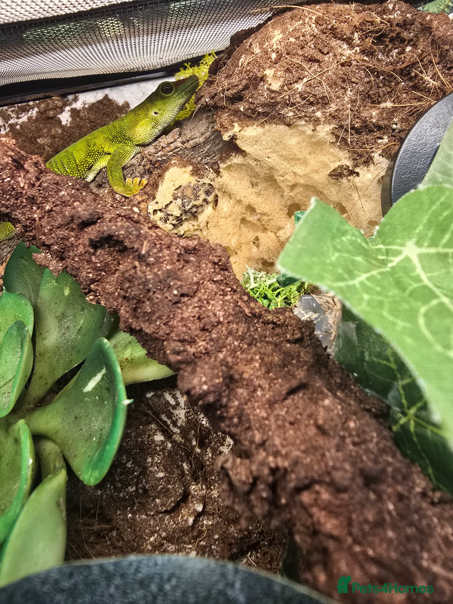 Mixed Breed reptiles for sale: Reptiles, Tarantulas & Enclosures for Sale in Bradford - Advert 7