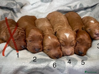 Cavapoo dogs 6 Cute Cavapoo puppies 6 - ready for homes in feb - Advert 18