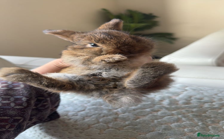 Mini Lop rabbits - Advert 1
