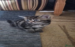 Bengal cats for sale: 5 kittens  - Image 3