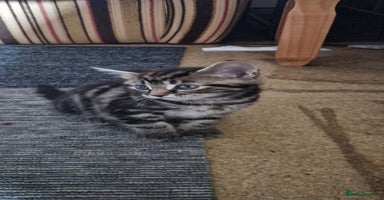 Bengal cats - Advert 10