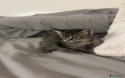 Ragdoll cats for sale: Tabby mixed with ragdoll for sale  - Image 3