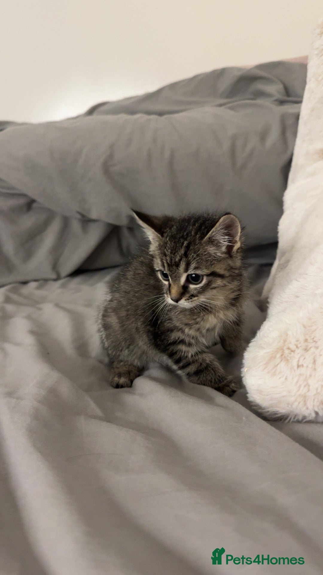 Ragdoll cats for sale: Tabby mixed with ragdoll for sale  - Image 3